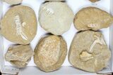 Flat: Cretaceous Marine Vertebrate Fossils - Pieces #96114-1